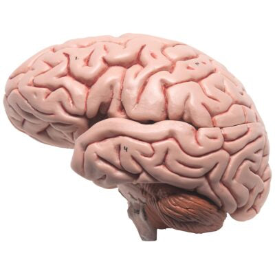Classic Brain, 5-Part   C18 3