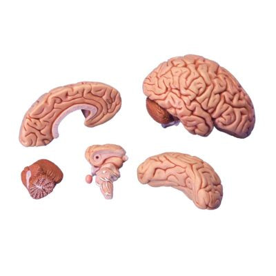 Classic Brain, 5-Part   C18 5