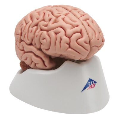 Classic Brain, 5-Part   C18 1
