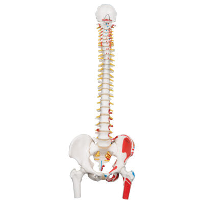 Classic Flex. Spine with Femur A58/3 1