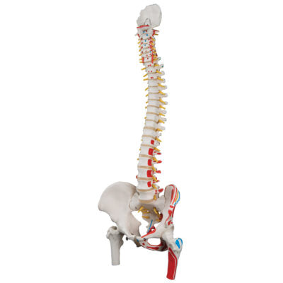 Classic Flex. Spine with Femur A58/3 3