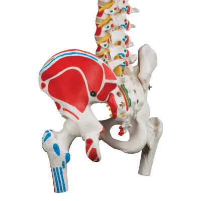 Classic Flex. Spine with Femur A58/3 2