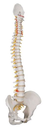 Classic Flexible Spine A58/1 1