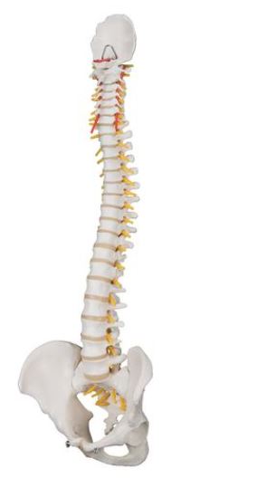 Classic Flexible Spine A58/1 2