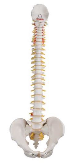 Classic Flexible Spine A58/1