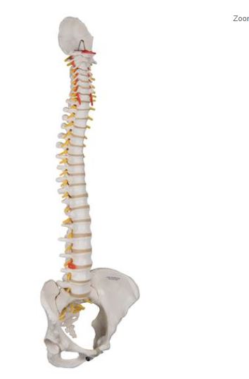 Classic Flexible Spine Female Pelvis A58/4