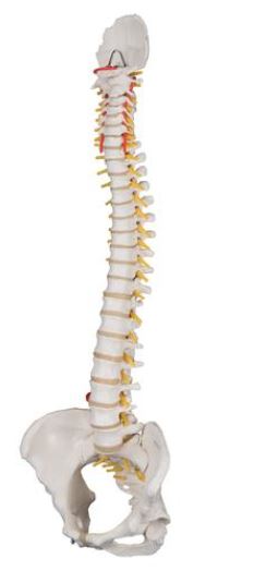 Classic Flexible Spine Female Pelvis A58/4 1