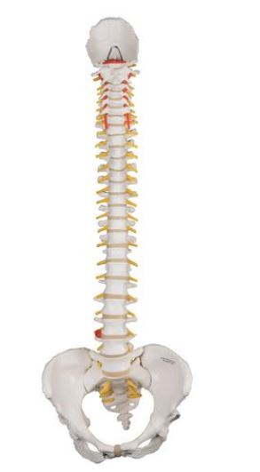 Classic Flexible Spine Female Pelvis A58/4 2