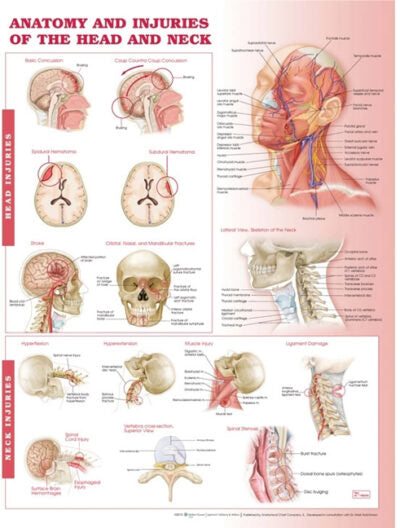 Anatomy and Injuries of the Head and Neck Anatomical Chart 6706 1