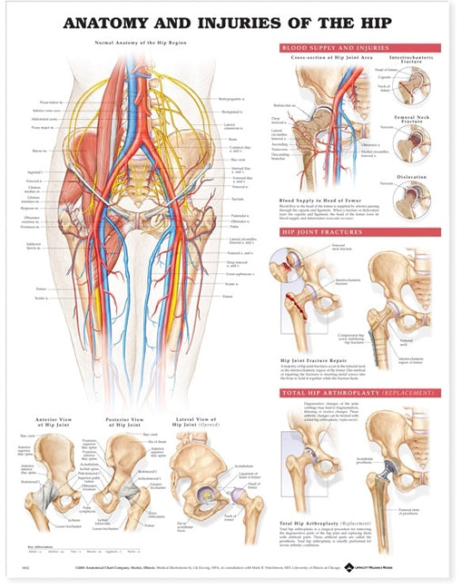 Anatomy and Injuries of the Hip Anatomical Chart 9802