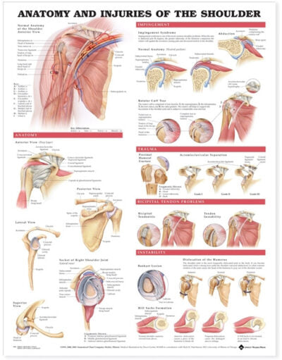 Anatomy and Injuries of the Shoulder Anatomical Chart 9800 1