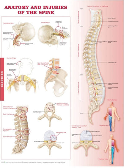 Anatomy and Injuries of the Spine 9969 1