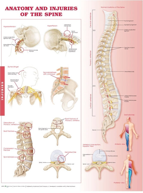 Anatomy and Injuries of the Spine 9969