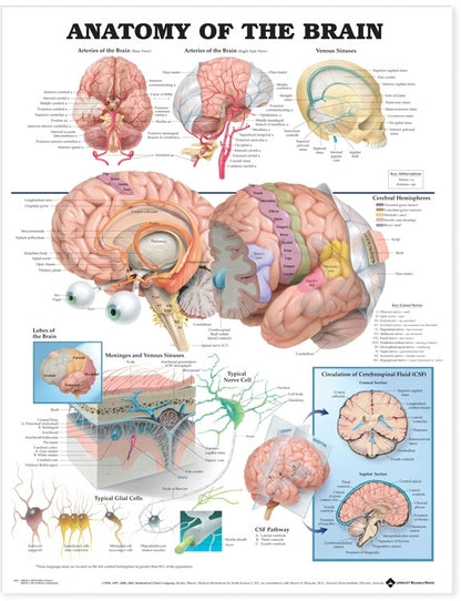Anatomy of the Brain Anatomical Chart 9921