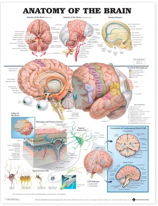 Anatomy of the Brain Anatomical Chart 9921