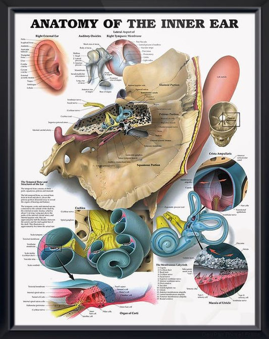 Anatomy of the Inner Ear