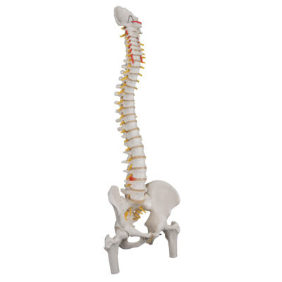 Classic Flexible Spine with Femur Heads A58/2 4