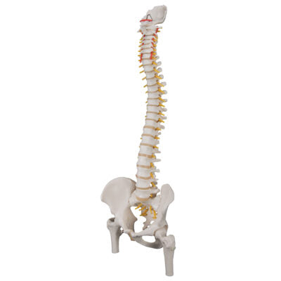 Classic Flexible Spine with Femur Heads A58/2 3