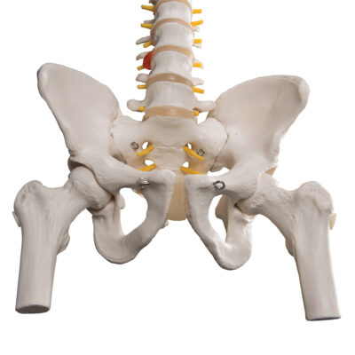 Classic Flexible Spine with Femur Heads A58/2 2
