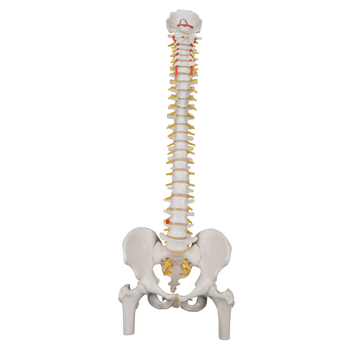 Classic Flexible Spine with Femur Heads A58/2