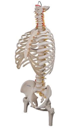 Classic Flexible Spine with Ribs and Femur Heads  A56/2 2