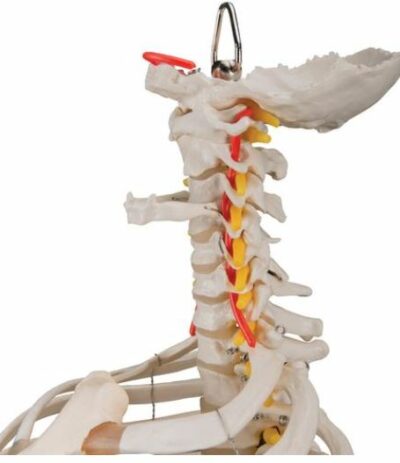 Classic Flexible Spine with Ribs and Femur Heads  A56/2 3