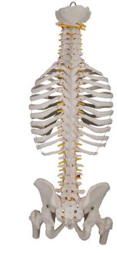 Classic Flexible Spine with Ribs and Femur Heads  A56/2 4
