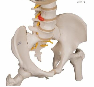 Classic Flexible Spine with Ribs and Femur Heads  A56/2 5