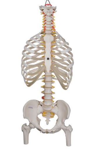Classic Flexible Spine with Ribs and Femur Heads  A56/2