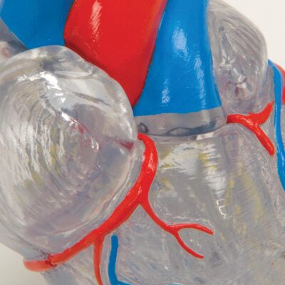 Classic Heart with Conducting System, 2 part G08/3 2