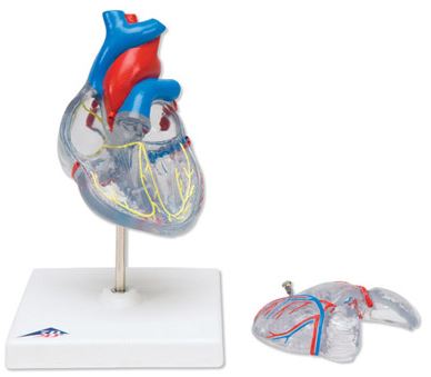 Classic Heart with Conducting System, 2 part G08/3 3