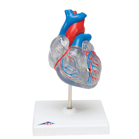 Classic Heart with Conducting System, 2 part G08/3