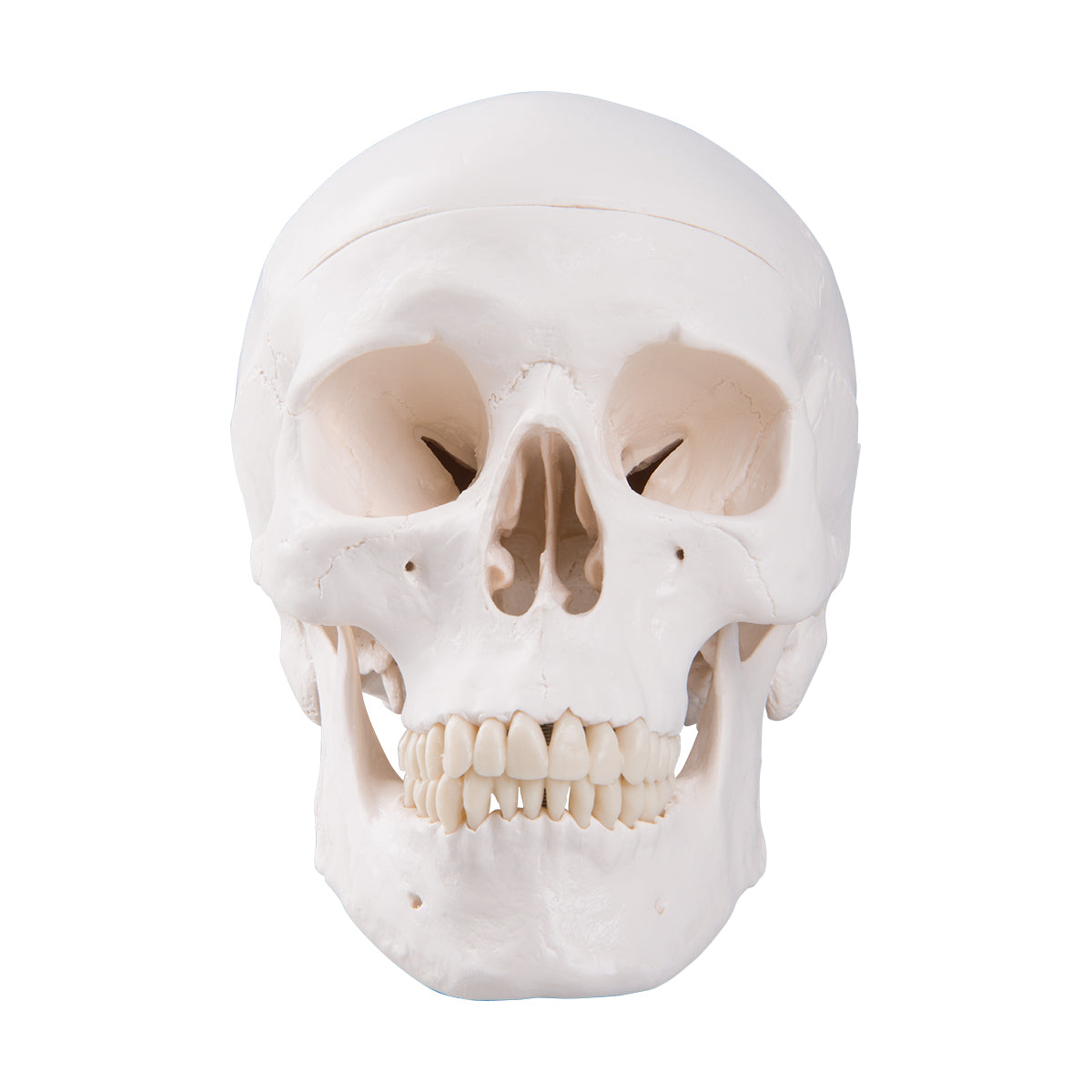 Classic Skull  3-Part   A20