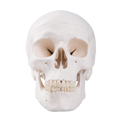 Classic Skull  3-Part   A20
