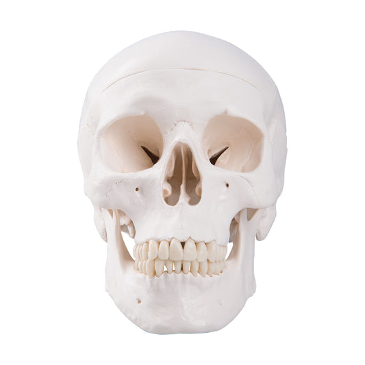 Classic Skull  3-Part   A20