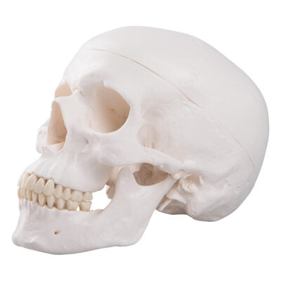 Classic Skull  3-Part   A20 2