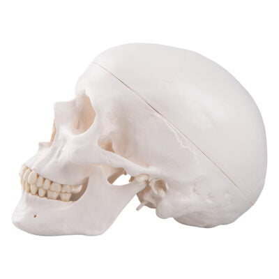 Classic Skull  3-Part   A20 8