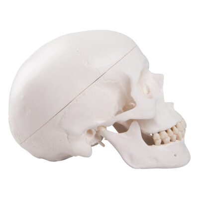 Classic Skull  3-Part   A20 5