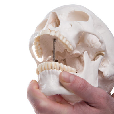 Classic Skull  3-Part   A20 4