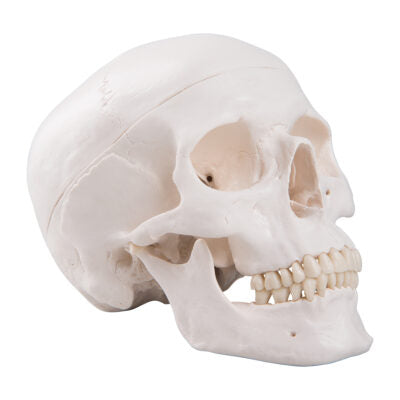 Classic Skull  3-Part   A20 3