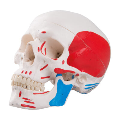 Classic Skull  Painted 3-Part A23 2