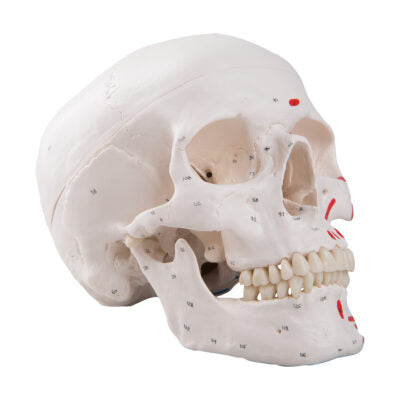 Classic Skull  Painted 3-Part A23 8