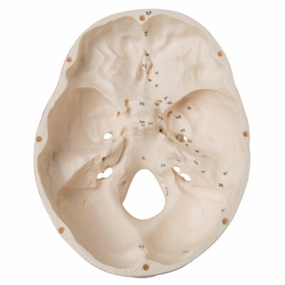 Classic Skull  Painted 3-Part A23 7