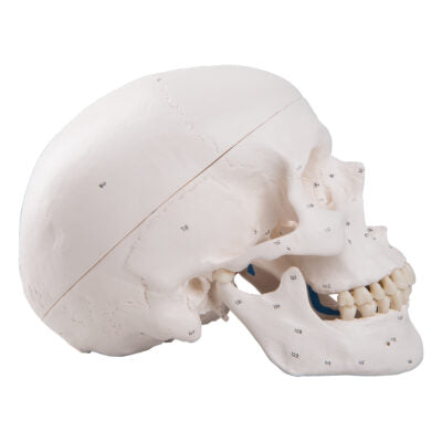 Classic Skull  Painted 3-Part A23 5