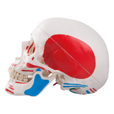 Classic Skull  Painted 3-Part A23 4