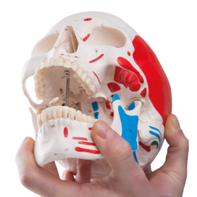 Classic Skull  Painted 3-Part A23 3