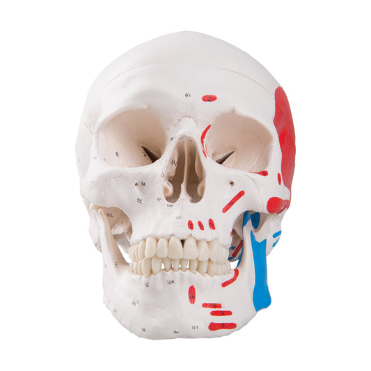 Classic Skull  Painted 3-Part A23