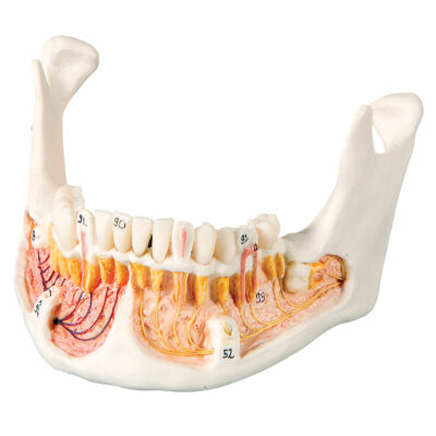Classic Skull Opened Jaw 3-Parts  A22 3