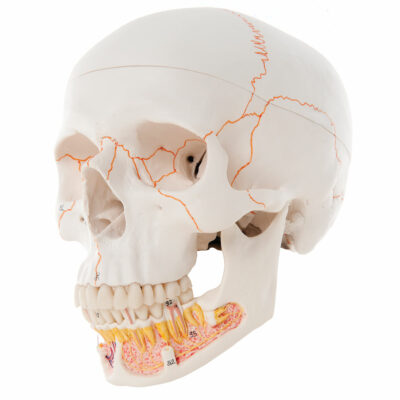Classic Skull Opened Jaw 3-Parts  A22 1