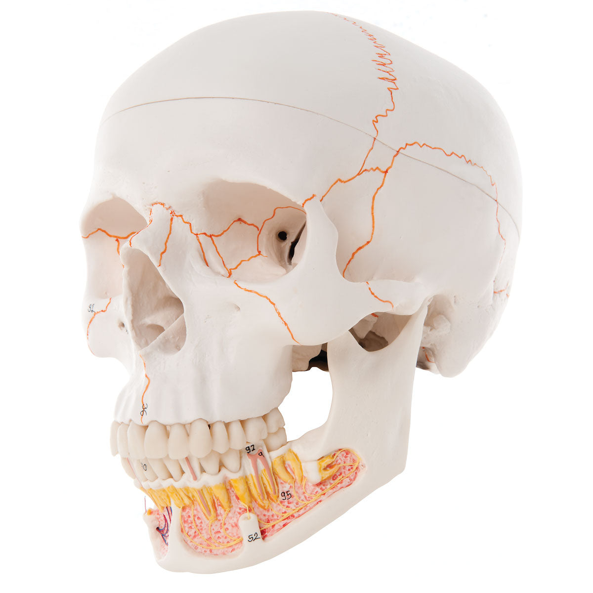 Classic Skull Opened Jaw 3-Parts  A22